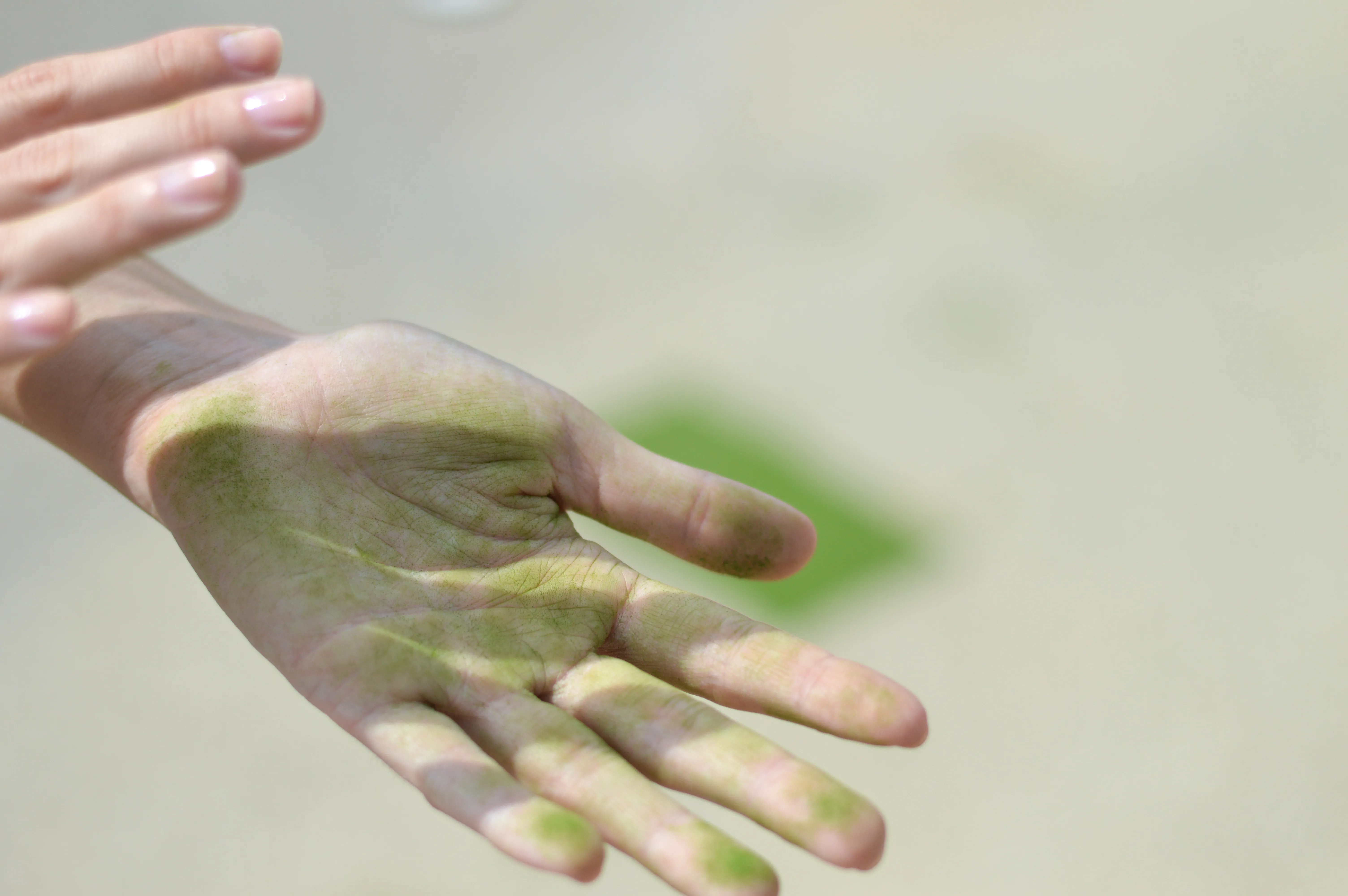 Close-up of a hand stained green from handling ground linden-leaf powder.
