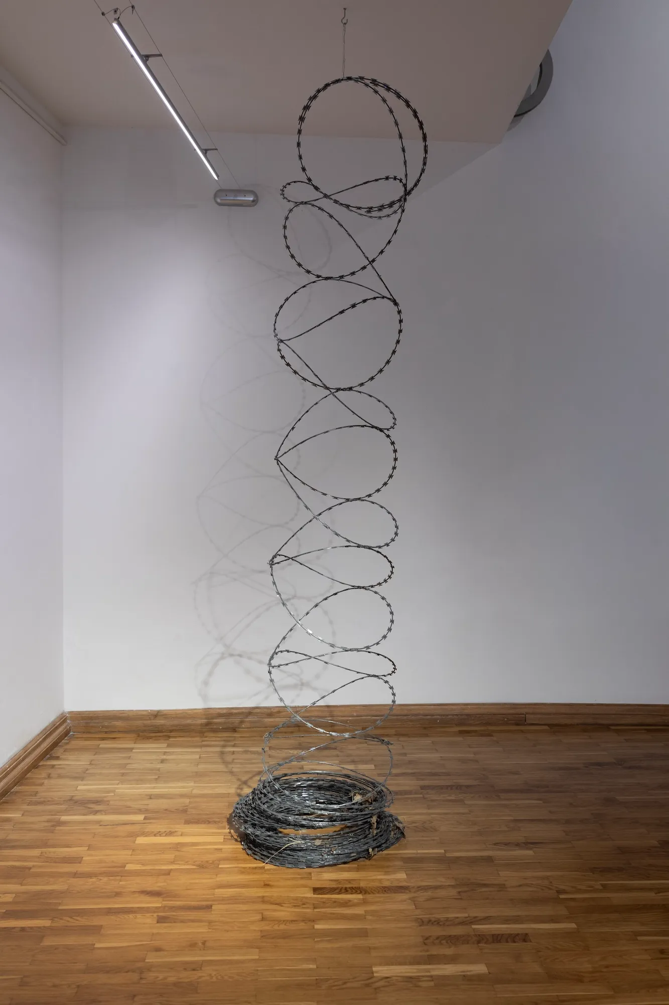 A tall spiral of razor wire suspended from the ceiling, coiling down into a loose pile on the gallery floor.