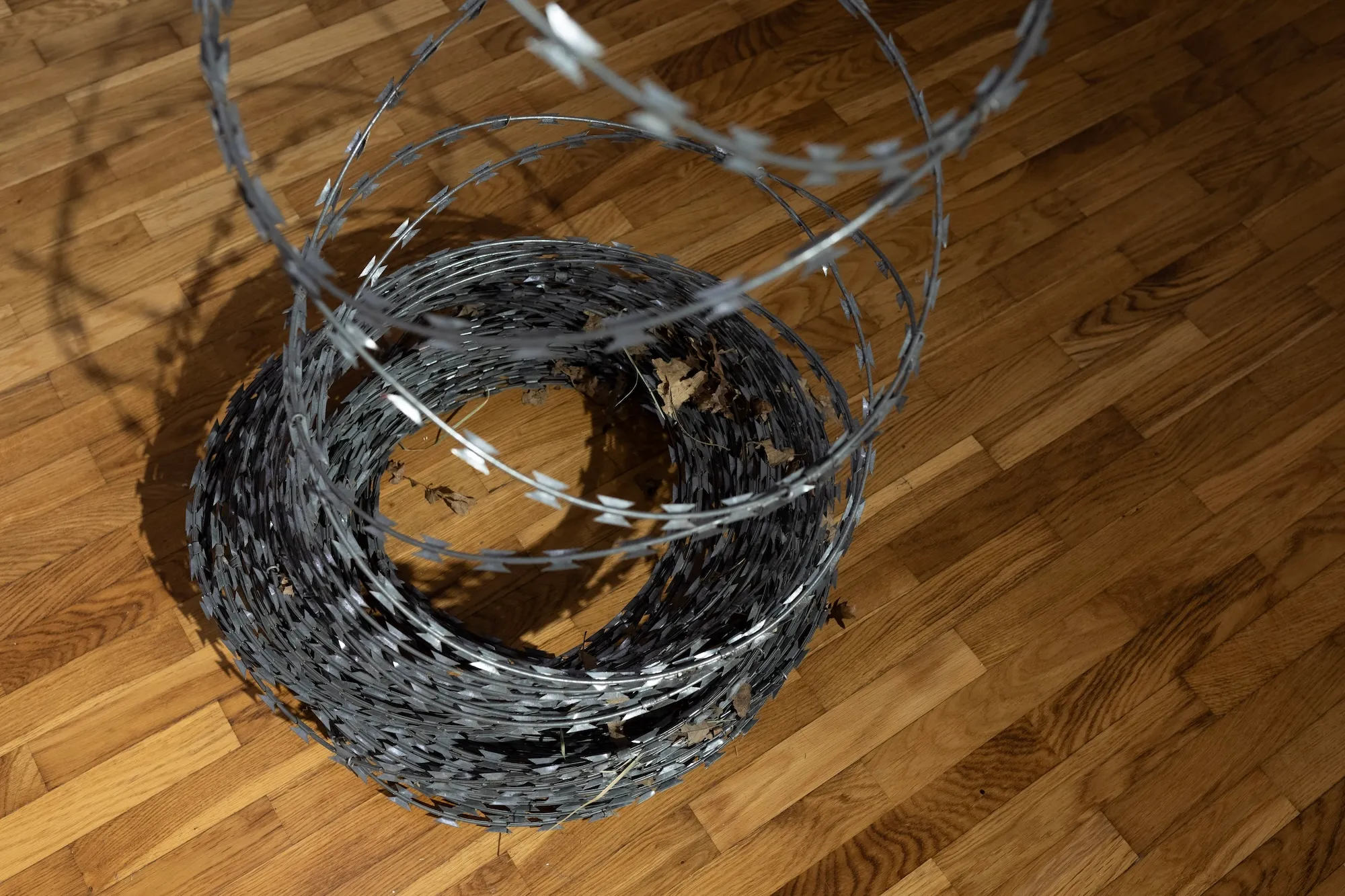 Overhead close-up of the coiled razor wire base, with dry leaves caught between the loops.
