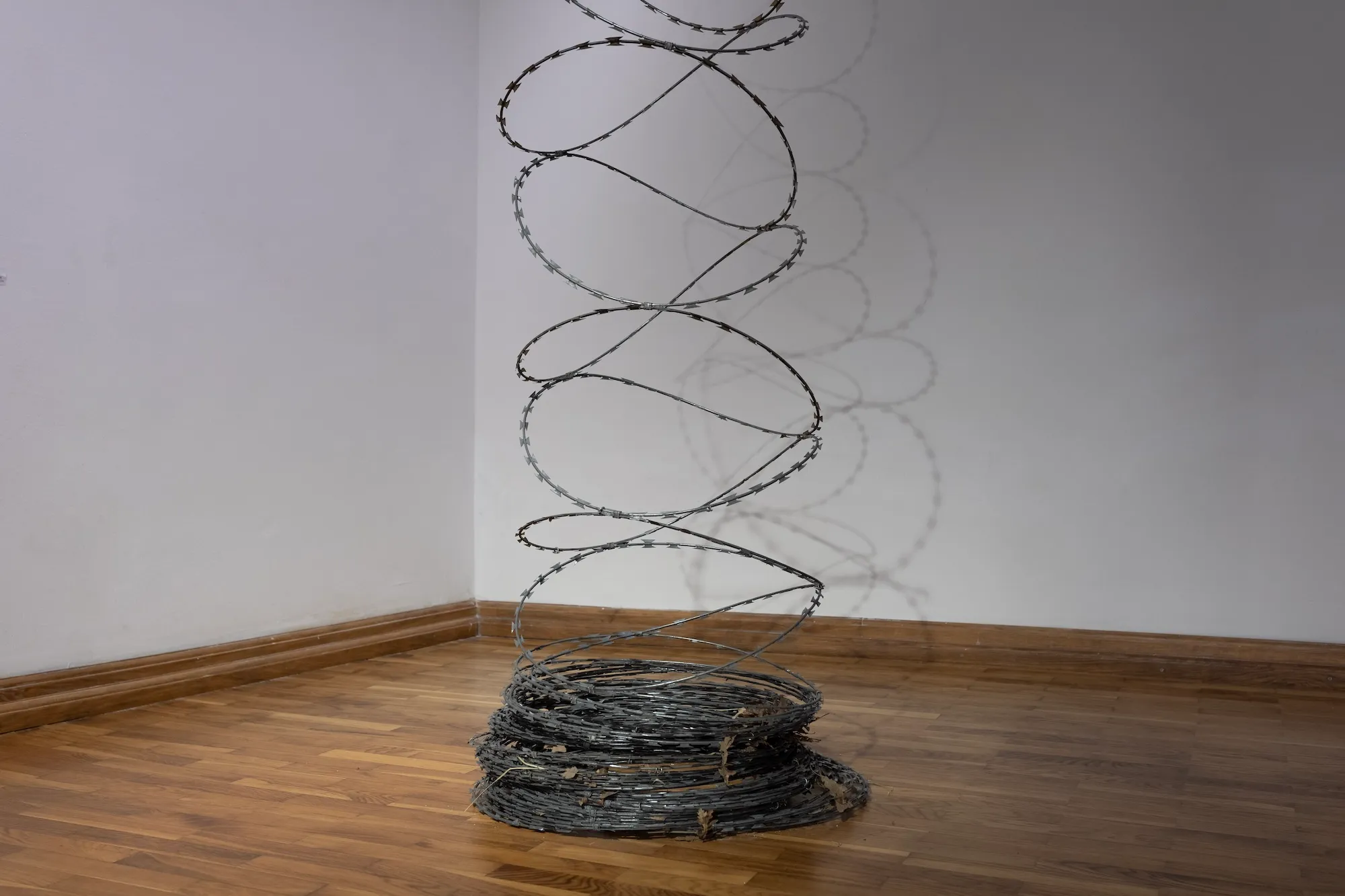 Side view of the razor-wire spiral rising from its coiled base against a gallery corner.