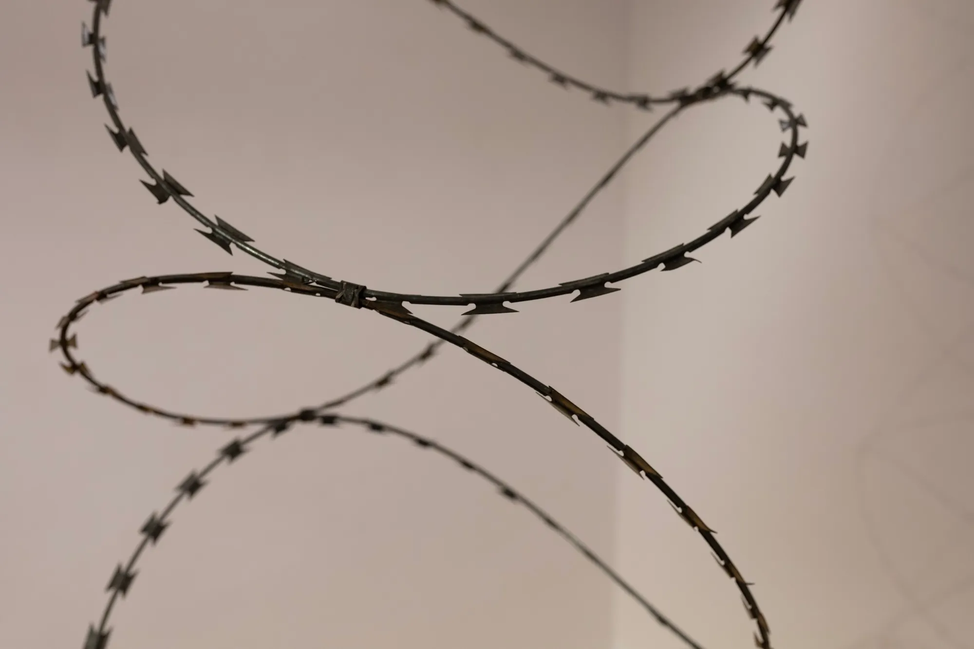Close-up of looping razor wire suspended against a plain gallery wall, its barbs catching the light.