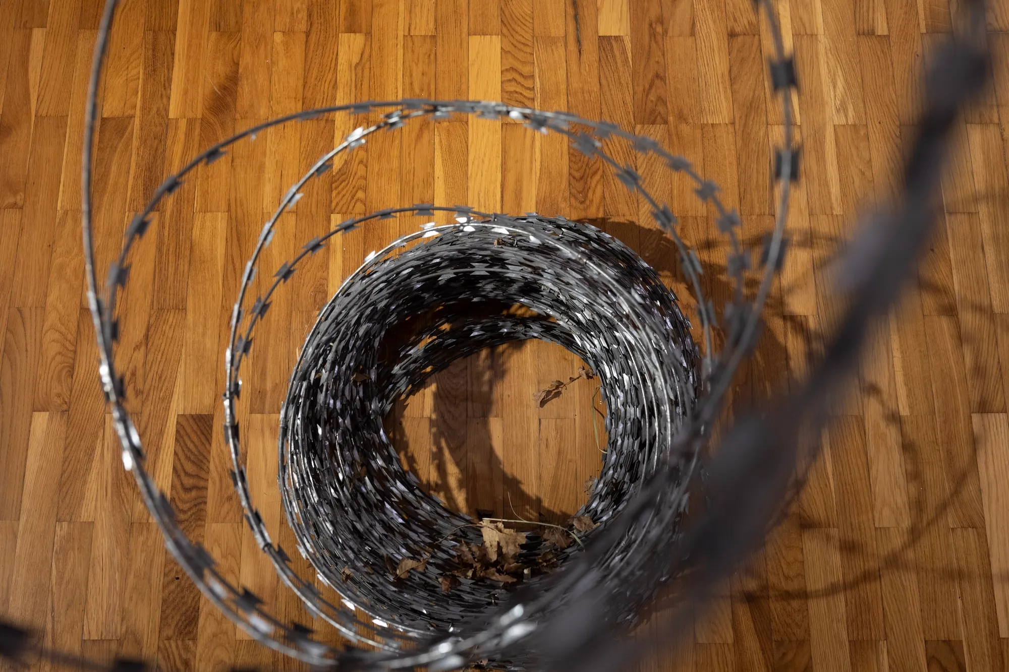 Overhead view of the coiled razor wire resting on a wooden floor, with dry leaves caught at its center.