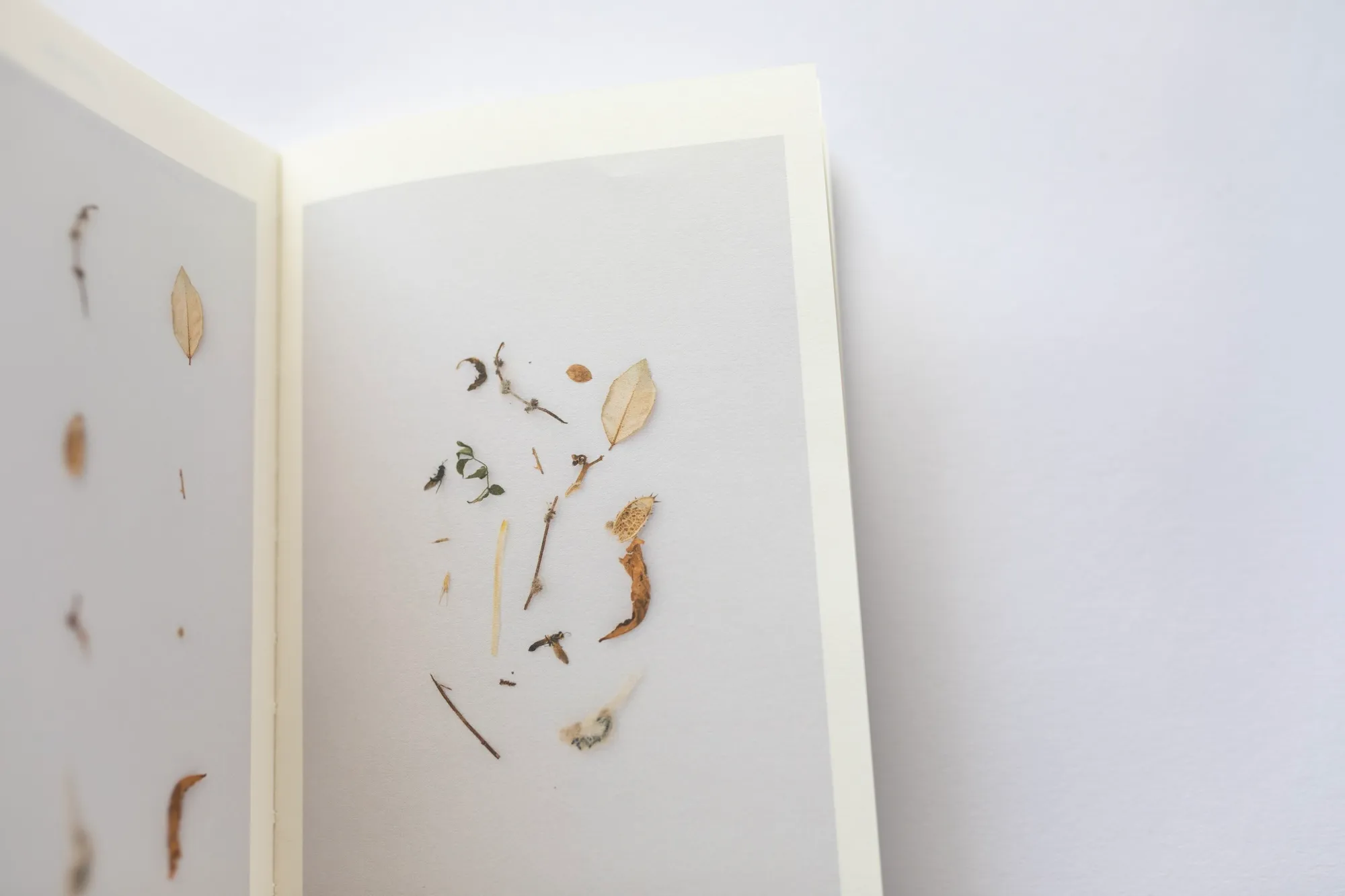 An open spread of the book showing pressed dried leaves, twigs, and small insects found within raw wool.