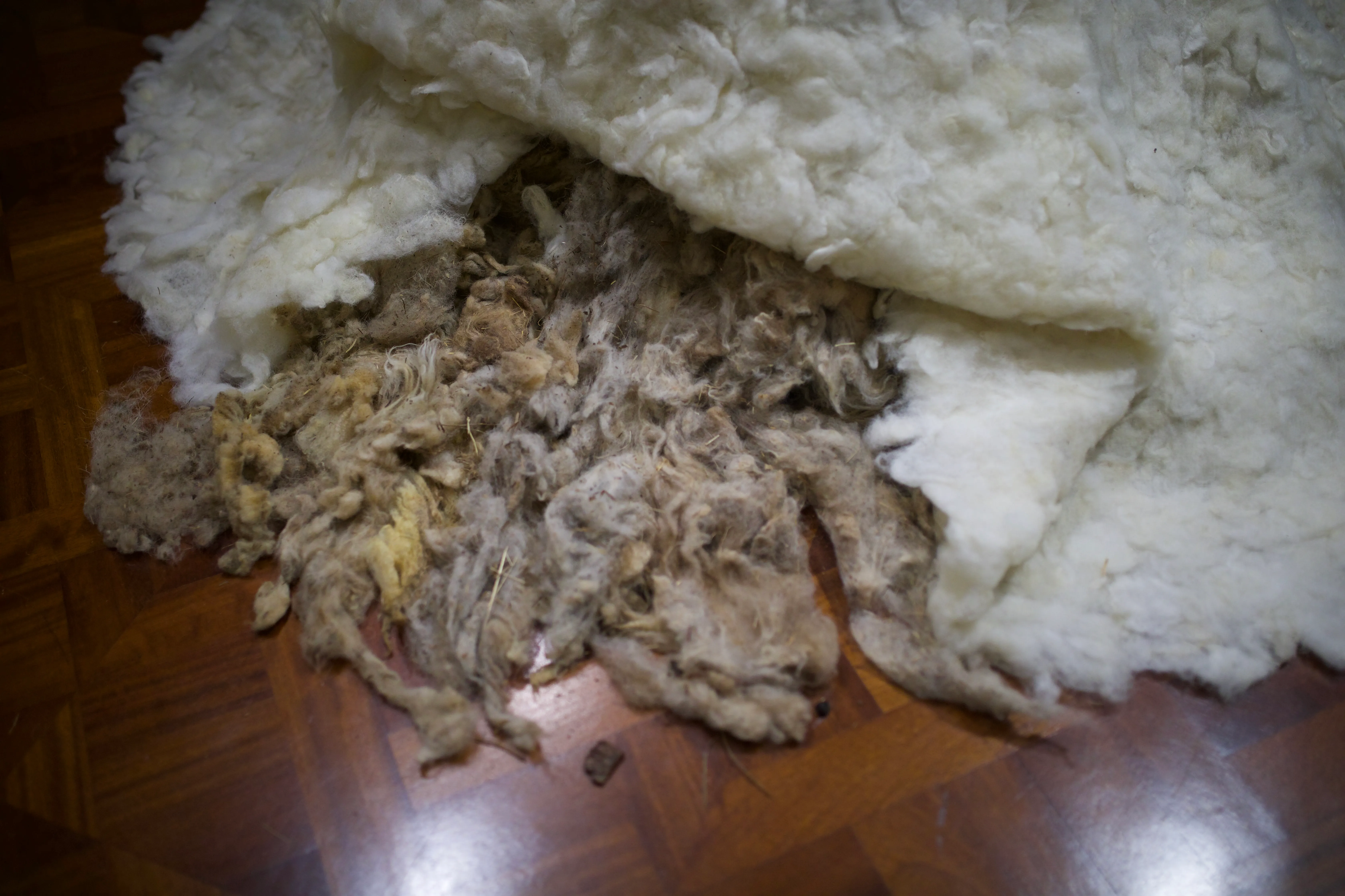 Close-up of the felted wool mound with its top layer peeled back, revealing darker, unprocessed wool underneath.